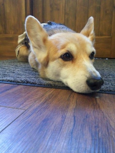 本日５時で閉店します