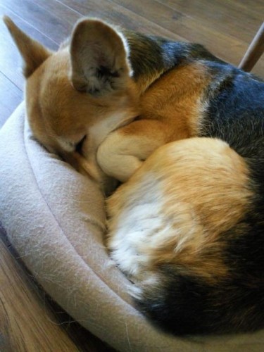 今週のランチ♪