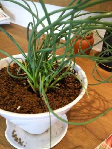 今週のランチ♪