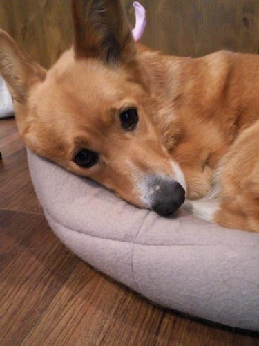 臨時休業のお知らせ