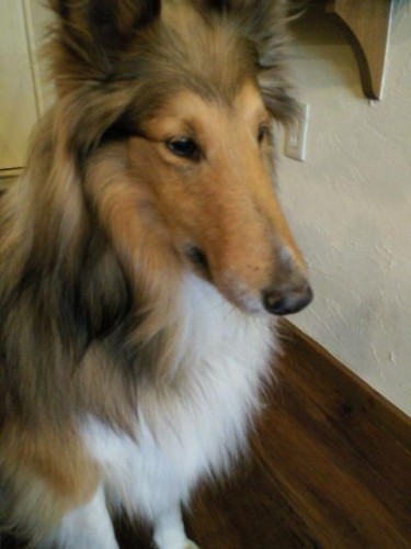 明日の春のわんわんお散歩会