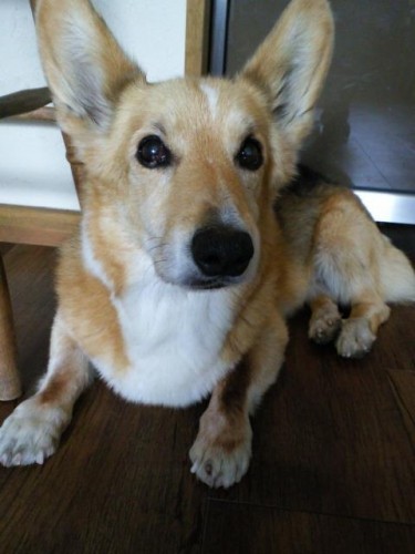 遅くなりましたが、今週のランチ♪