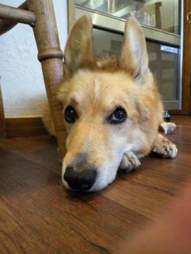 今週のランチ♪