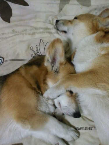 すみれとルーク