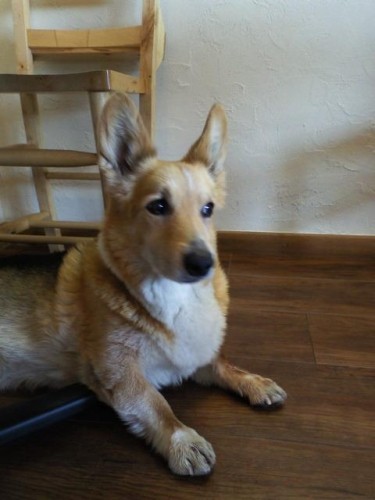 今週の夜ランチ♪