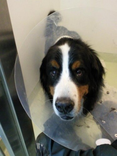 ネロに会って来ました