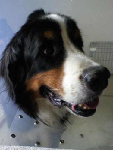 ネロ退院してきました