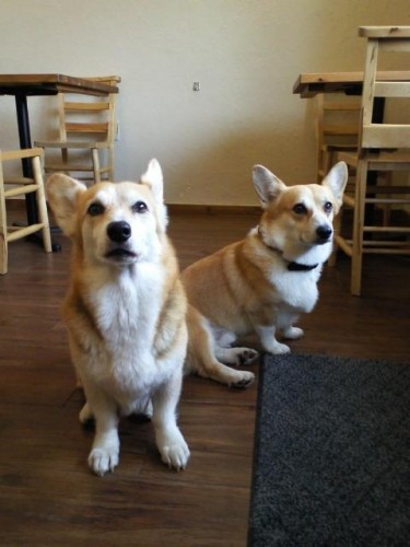 わんわん幼稚園