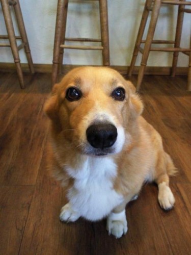 今週のランチ♪