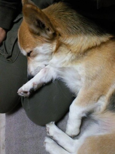 膝枕で寝てるすみれ