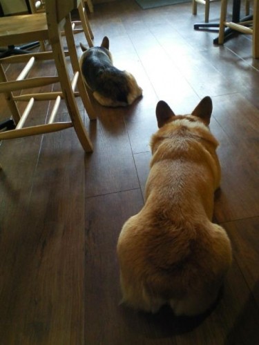 今週のランチ♪