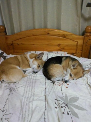 ドーナツふたつ