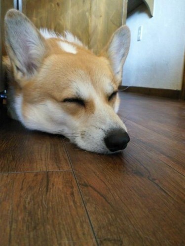 本日お休みします