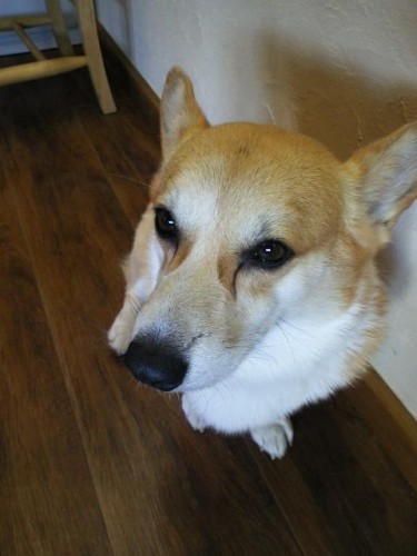 ティラミスあります