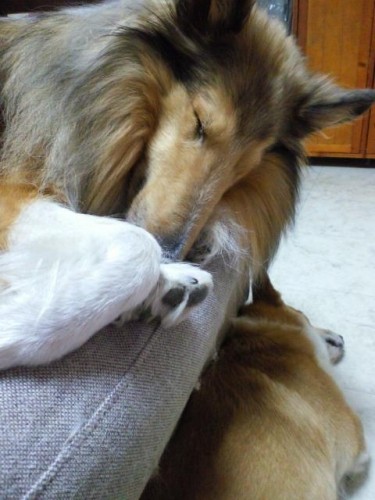 ネムネム…(-_-)zz