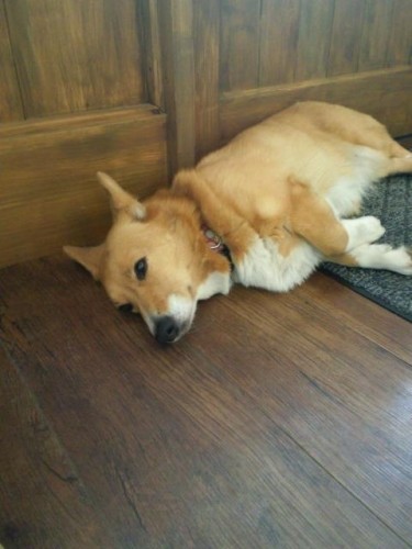 明日は営業しますよ～♪