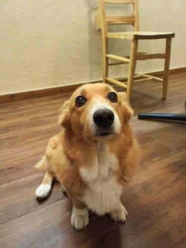 今日はわんわん幼稚園