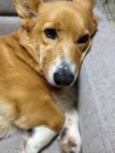 ひなちゃん