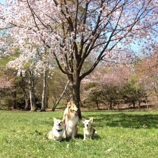 桜の木の下で