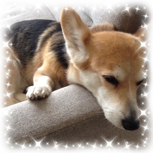 豚汁とおにぎり