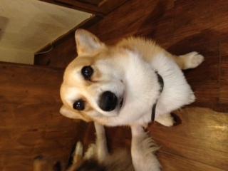 本日、7時で閉店します