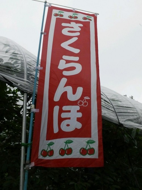 さくらんぼ狩り