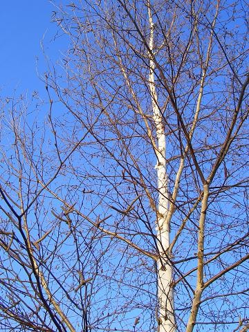今年も白樺樹液が採れました。