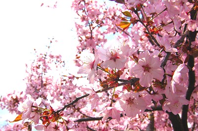 桜満開