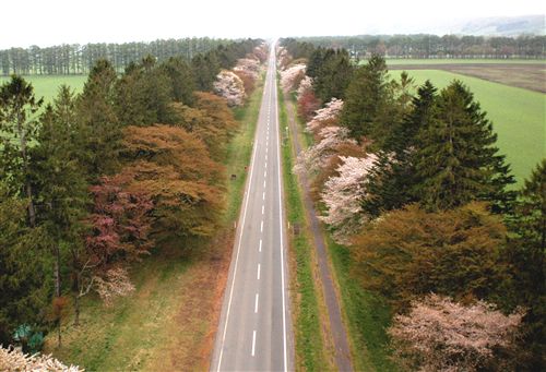 静内の桜並木