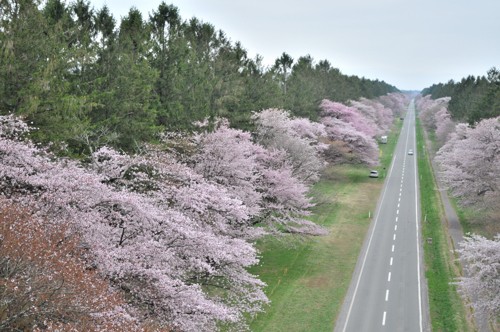 静内の桜並木空撮