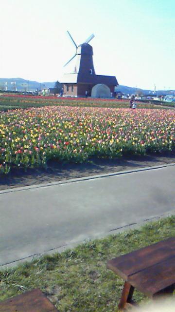 お花は癒される