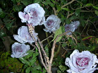 バラの花・・・？