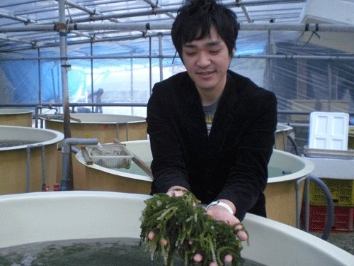 沖縄から海ぶどうが入荷しました♪