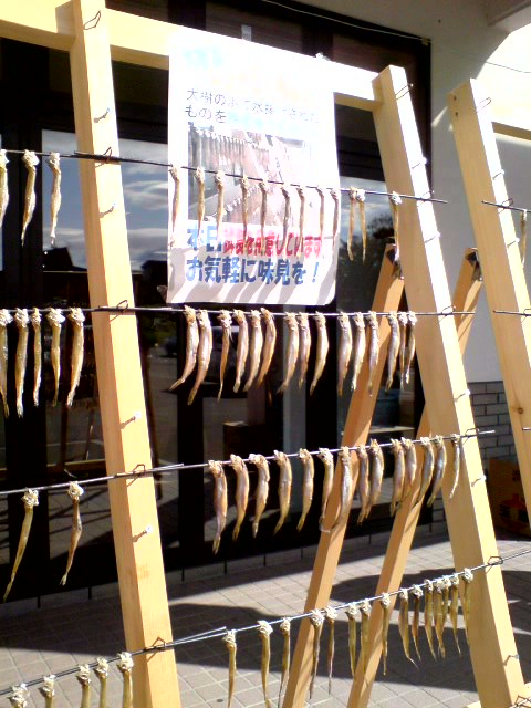 大樹でチッチキチー！