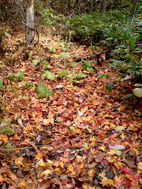 秋を探しに動画編！