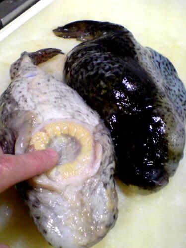 お医者さん”ごっこ”？