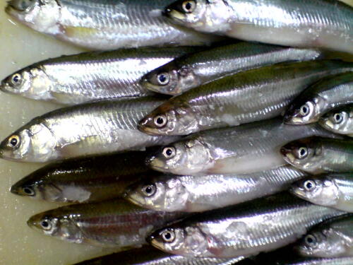 あなたの”チカ”くへ！