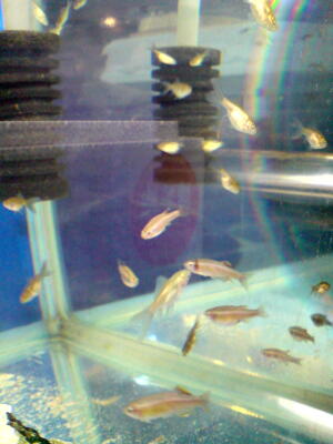 魚屋のオッちゃんに！