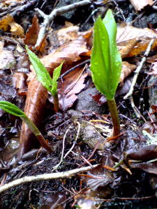 春を探しに！２００７！