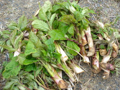 山うどを採って来ました！