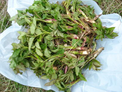 採りたて新鮮です！