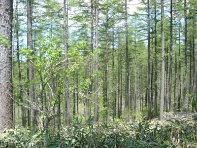 忘れ物を探しに!