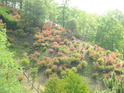 広尾つつじまつりⅡ！