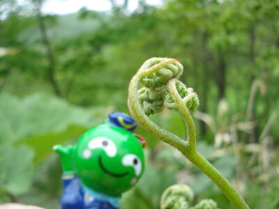 ワラビを採ってきました！