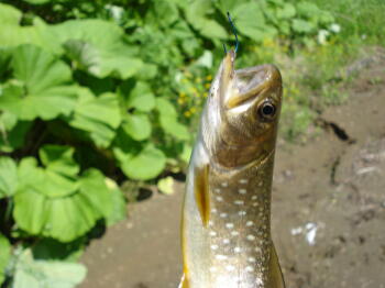 ふふふっ・・・イ・ワ・ナ(にかっ♪)