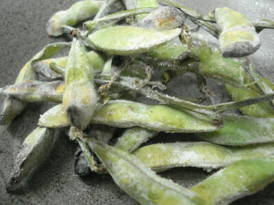 この季節がやってきました！