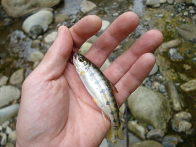 ゲッツ・ゲッツ・ゲット！