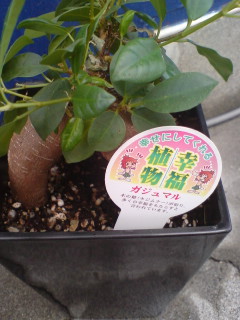 もうチョット待ってみますか?