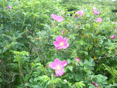 はまなすの咲くころ♪