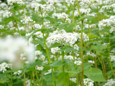 ソバ畑の中心で♪